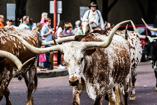 fort worth cattle drive
