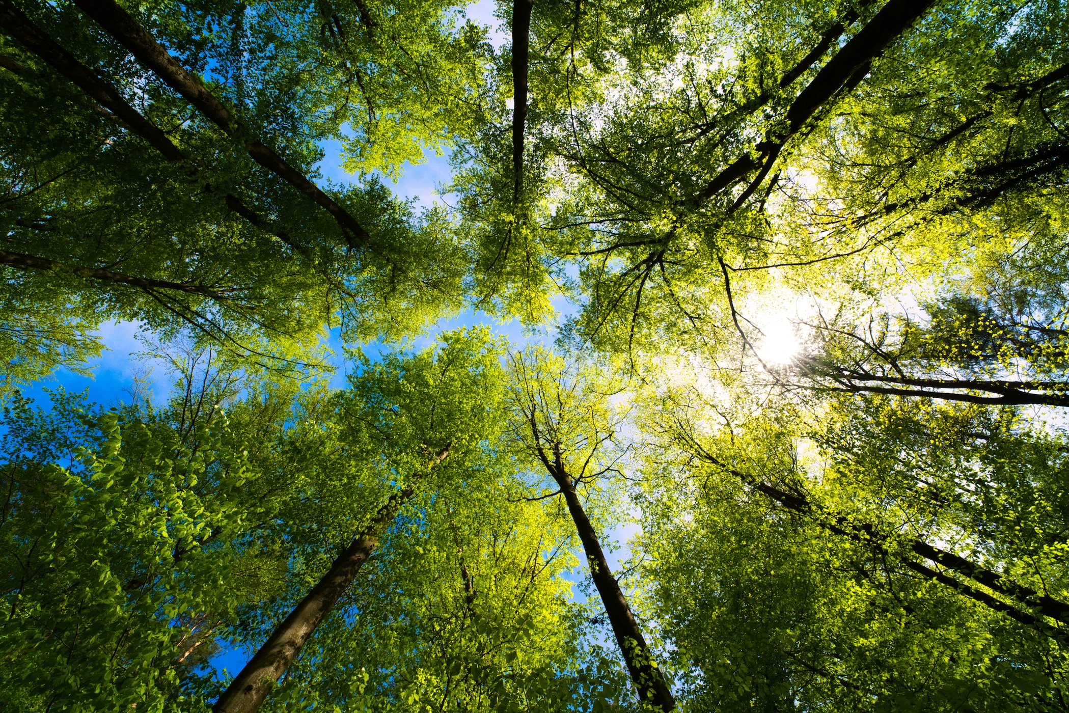 Article thumbnail link to: Save Green by Going Green